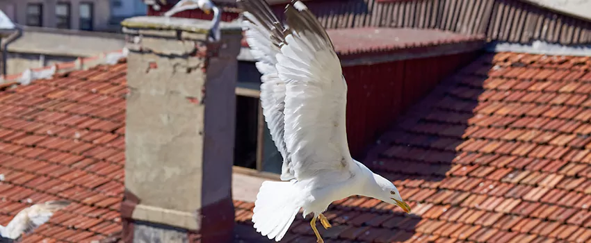 Residential Chimney Animal Removal Solution in Louisville, CO