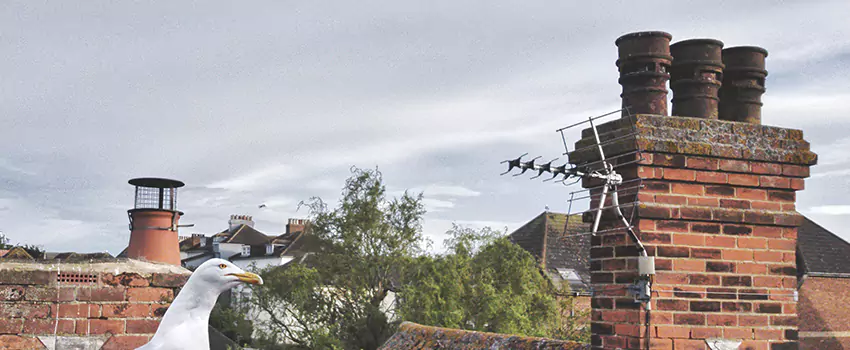 Chimney Cleaning And Restoration in Louisville, Colorado